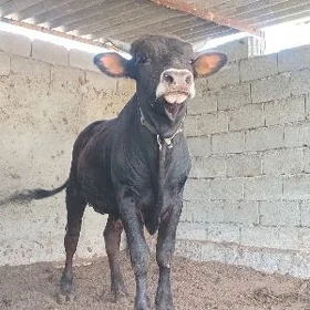 öküz