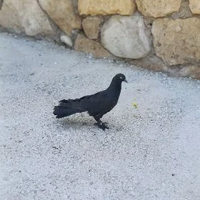 kepderi