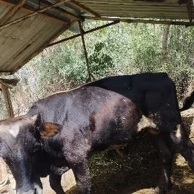 öküz
