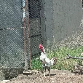 Taşkent horaz