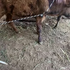 2 ÖKÜZ