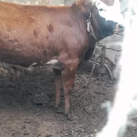 öküz