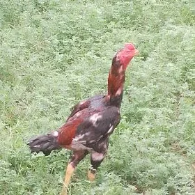 baysow horaz juje
