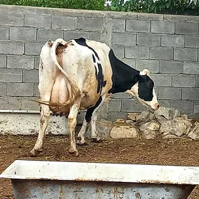 Ala sygyr.
