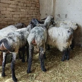 işşek goýun