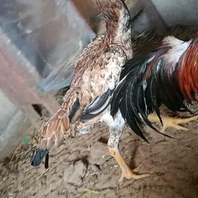 TAŞKENT MAKİ