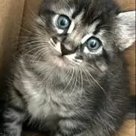 Котята