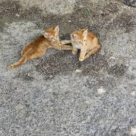 РАЙОННЫЕ  (котята)