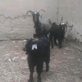 Ekiz owlakly geçi