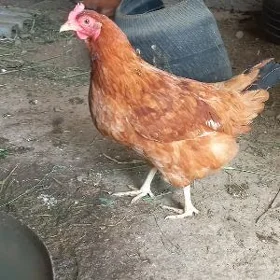 towuktowuk
