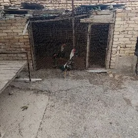 хораз
