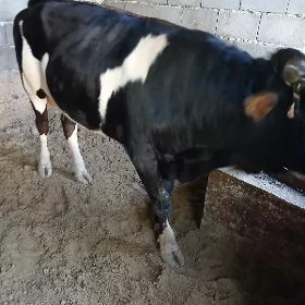 Öküz