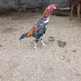 baysow horaz