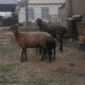 guzuly goyunlar