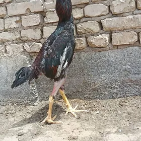 Takent horaz