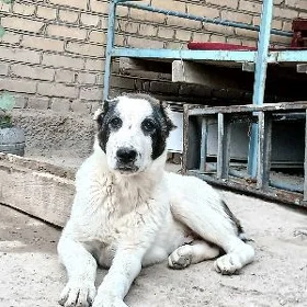 Alabaỳ güjük Türkmenabat.ş