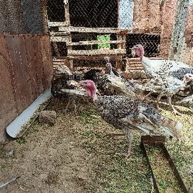 Induk juyje