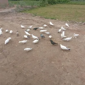 кепдер