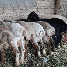 gurbanlyga goclar