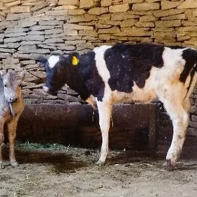 Galsdeýyn tuwe sygyr