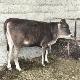 tuwe