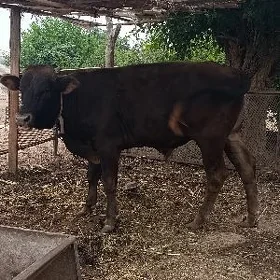 1 yaşan öküz
