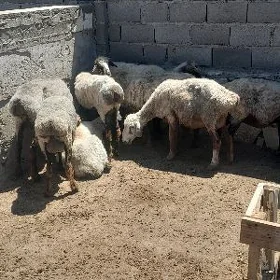 goyunlar