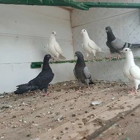 Kepderi