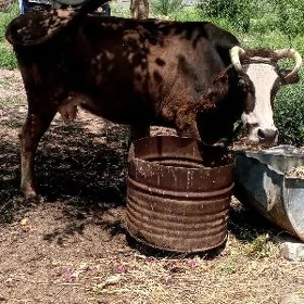 göleli sygyr bogaz sygyr