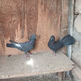 Kepderi