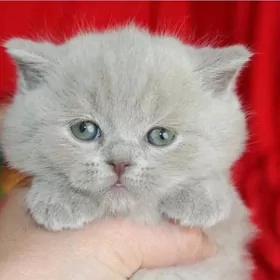 шотландцы