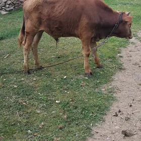 öküz