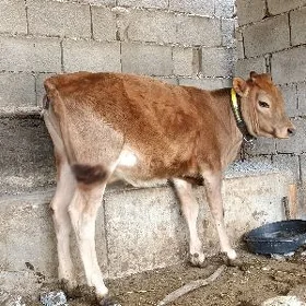 Tüwe