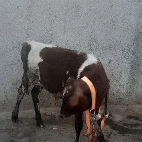 okuz gole