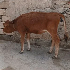 tüwe