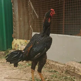 Horaz