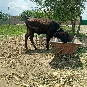 okuzce