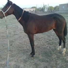 at çapylyan