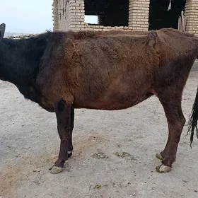 Uly göleli bogaz