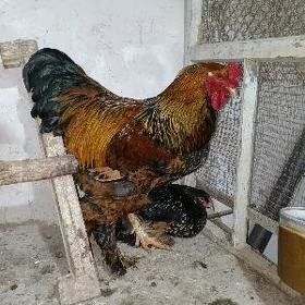 brama lacceti