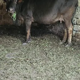 bogaz sygyr