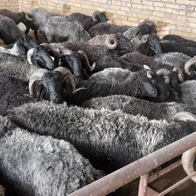 Gurbanlyk goclar