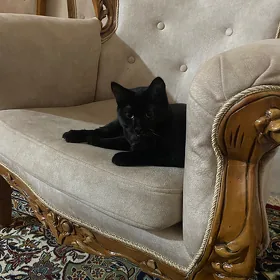 Кошка в добрые руки