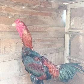 Horaz