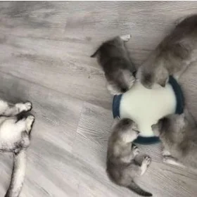 шотландские котята