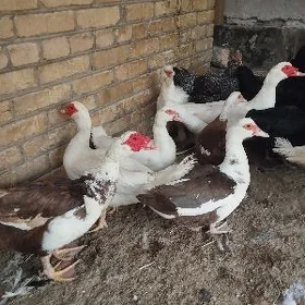 мускус ордек