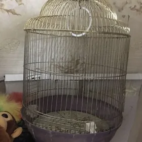 клетка