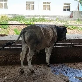öküz