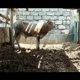 Кубин.  окуз