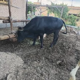 okiz ketde soymaga